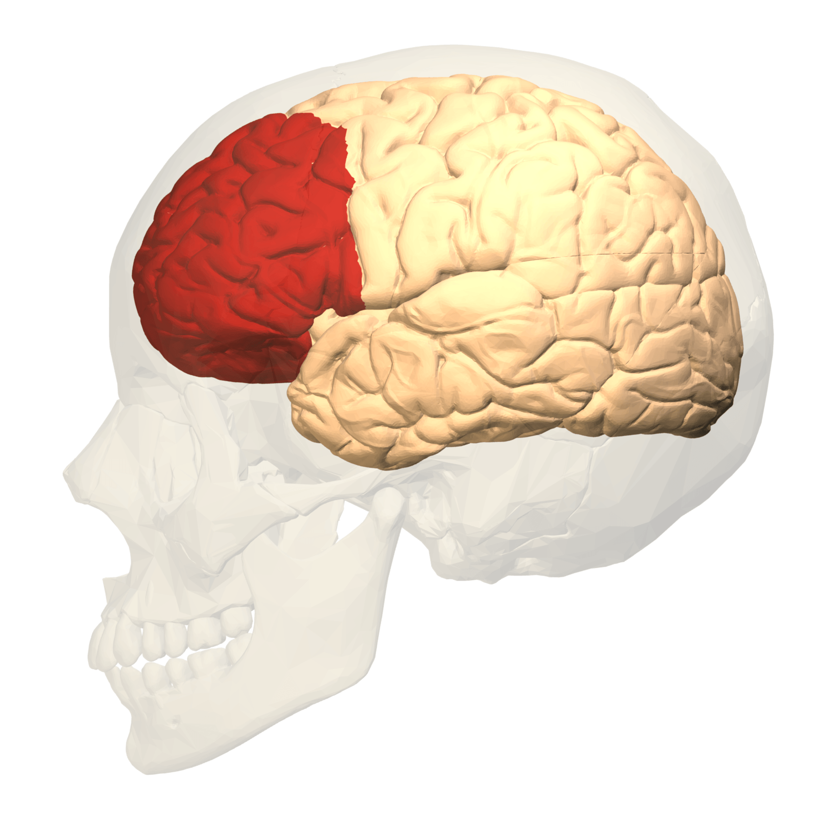 V prefrontálnom kortexe (červenou) vznikajú kreativita, myšlienky a logické myslenie. 