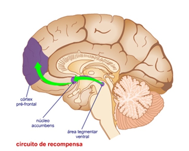 Dopamínogerný systém