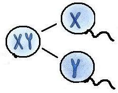 chromozómy X a Y