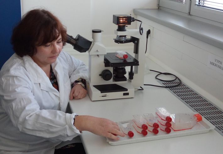 RNDr. Tatiana Betáková, DrSc., pri práci v laboratóriu vo Virologickom ústave SAV 
