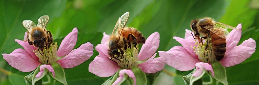 včely; ilustračné foto: Pixabay.com