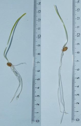 Reprezentatívne semená po 6. dňoch kultivácie na filtračnom papieri v Petriho miskách (vľavo referencia, vpravo PAV).