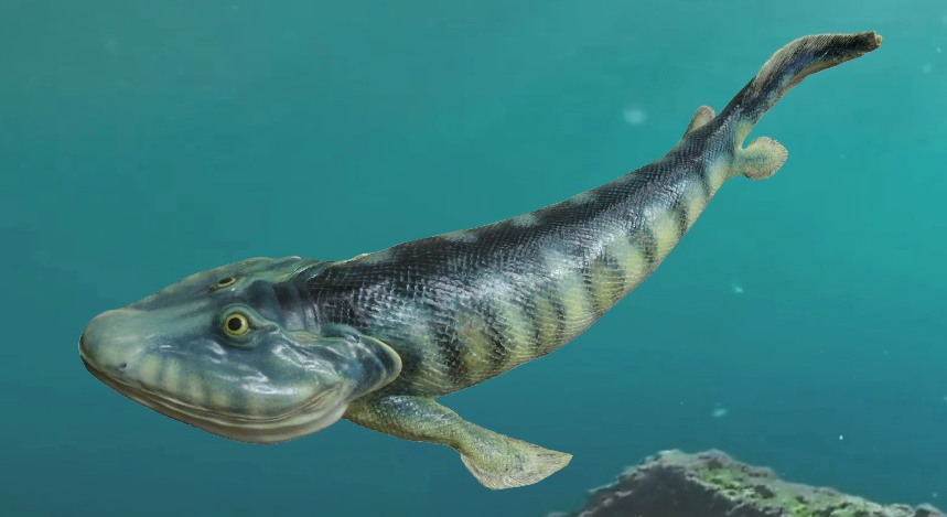 Ryba najbližšie príbuzná štvornožcom je Tiktaalik roseae, ktorého fosílie pochádzajú z 375 miliónov rokov starých hornín kanadskej Arktídy, autorka modelu Ivana Koubová.