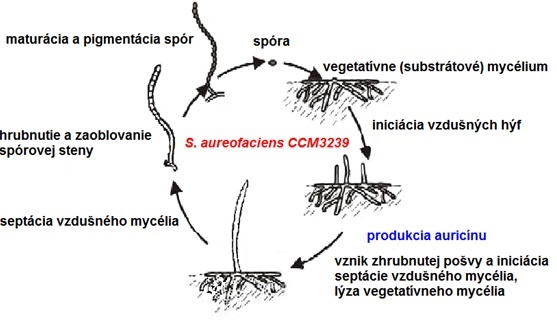 Obrázok 1: Životný cyklus S. aureofaciens CCM 3239 (upravené podľa Kormanec a kol., 1994; Potúčková a kol., 1995; Flärdh a kol., 1999).