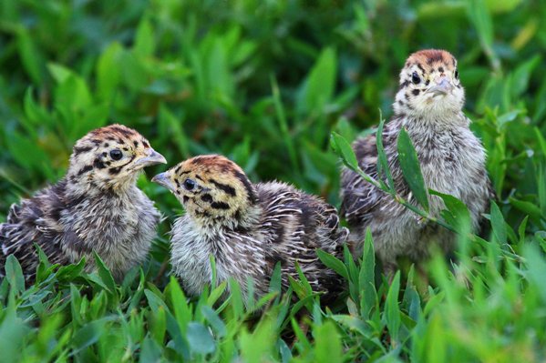 Mláďatá zostávajú po vyliahnutí prvú noc ešte v hniezde, ale nasledujúce ráno ho opustia a idú za matkou