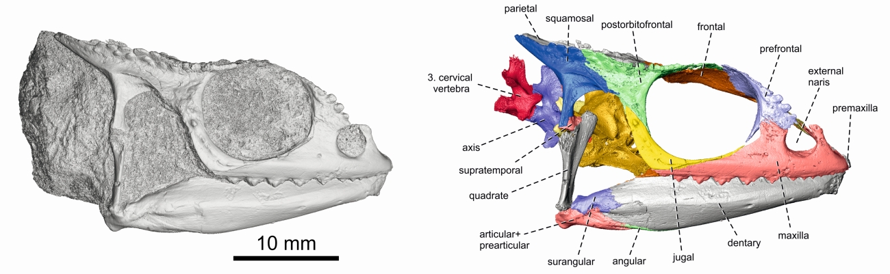 Calumma benovskyi, tento rok opísaný vyhynutý druh z lokality Rusinga Island v Keni – vľavo pohľad na bočnú stranu lebky zachovanú v kameni, vpravo pohľad na virtuálne vysegmentované kosti a odstránenú horninu z mikro CT dát, Zdroj: Čerňanský et al., Scientific Reports