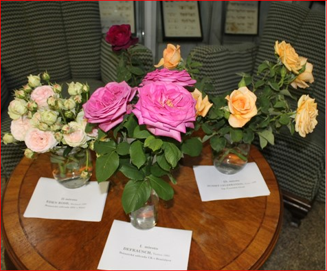 Výherné ruže v súťaži "Najkrajšie ruže v Arboréte Mlyňany"