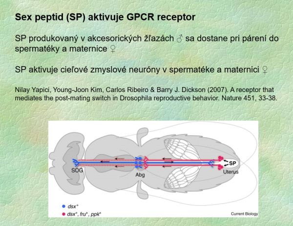 Sex peptid (SP) aktivuje GPCR receptor