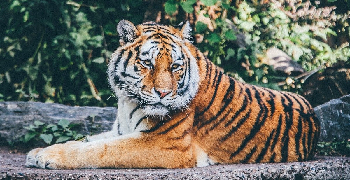 Ilustračná foto: Mike Tyson si namiesto mačky zaobstaral Tigra, dlho sa však zo svojho bohatstva netešil. Zdroj: Pixabay.com
