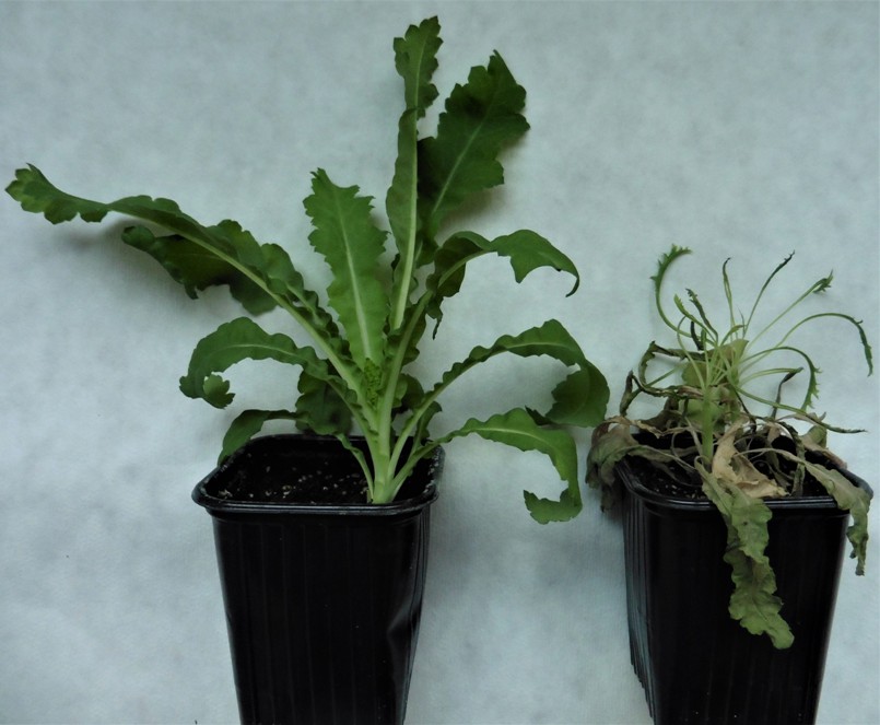 Vplyv infekcie vírusom mozaiky kvaky na mladých rastlinách maku siateho (Papaver somniferum), zdravá rastlina vľavo, infikovaná vpravo