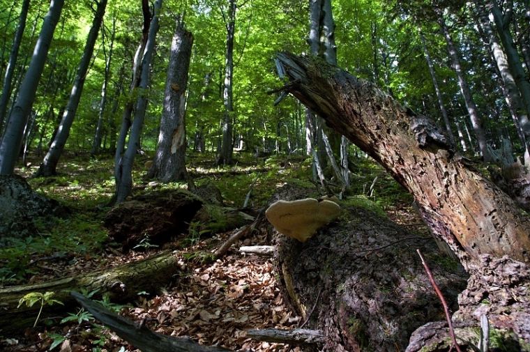 Na foto: Národná prírodná rezervácia Rozsutec (les). Zdroj: npmalafatra.sopsr.sk