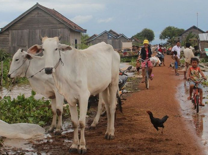 Kambodža - chatrče, vychudnuté kravy, sliepka, ľudia. Zdroj: Instagram