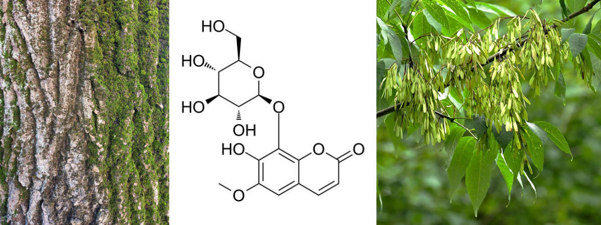 Vľavo kôra jaseňa, v strede chemický vzorec pre fraxín, vpravo plody jaseňa. Zdroj: archív autora, iStockphoto.com