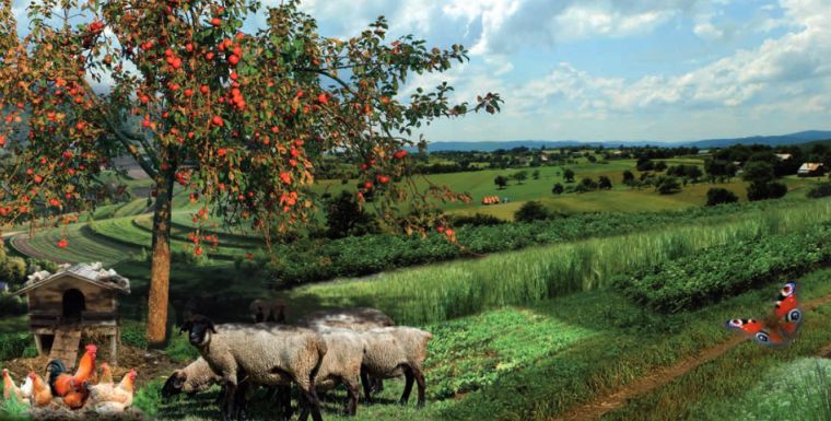 Ilustračný obrázok: Príroda, jabloň, ovce, sliepky, kohút, motýľ. Zdroj: Scenáre pre prírodu Slovenska do roku 2050