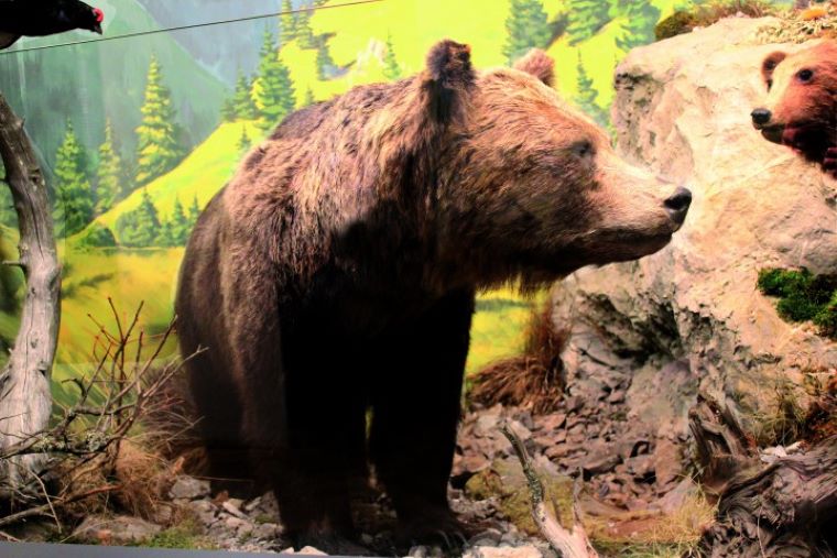 Pohľad do expozície múzea: Vypchatý medveď. Zdroj: snopaj.sk