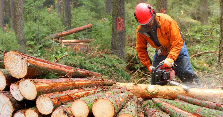 Ilustračné foto: lesný robotník s pílou spracúva drevo. Foto: iStock